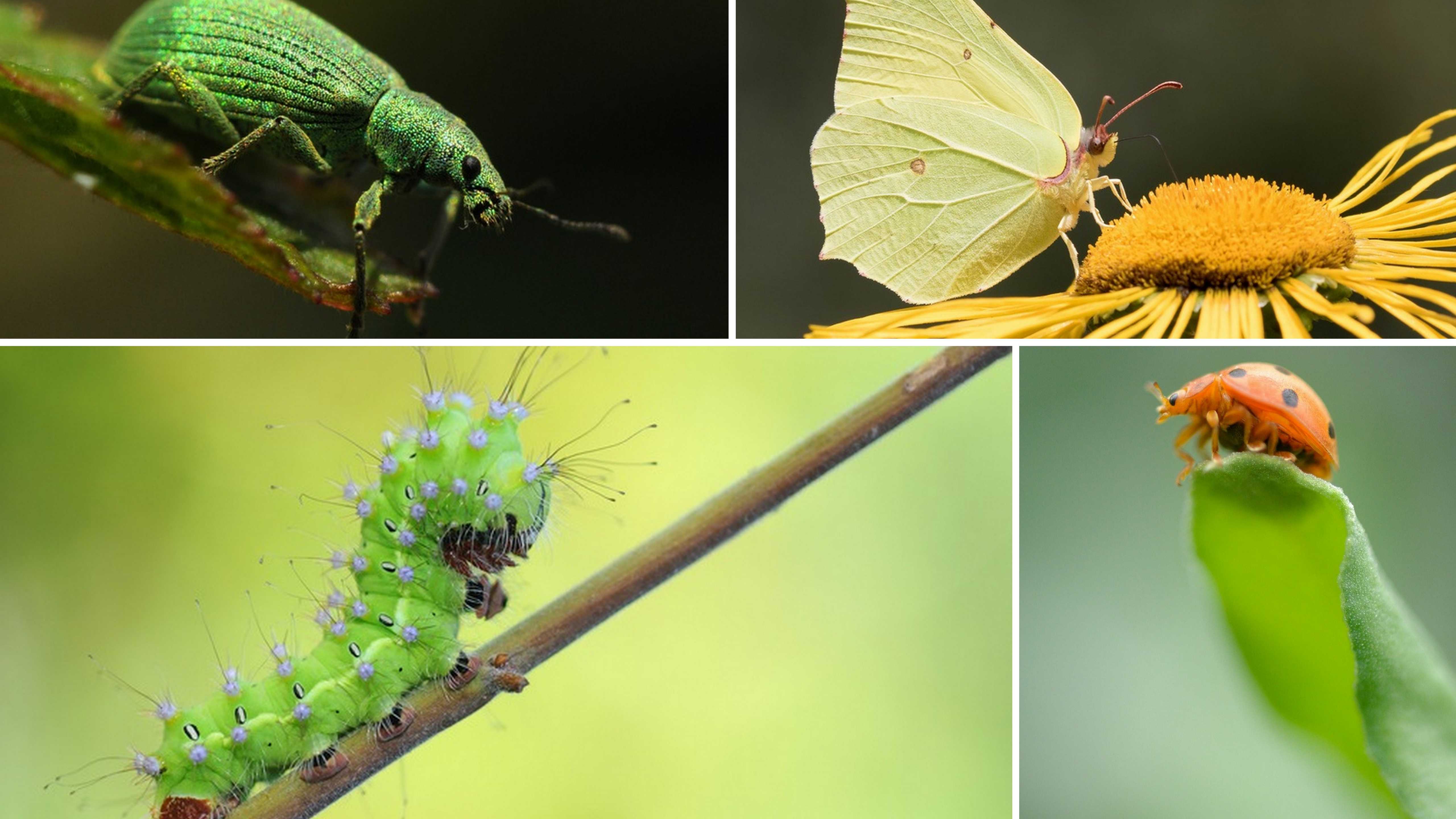 "Insecta Corporation", exposition sur les plantes et les insectes au Jardin Botanique de Bordeaux