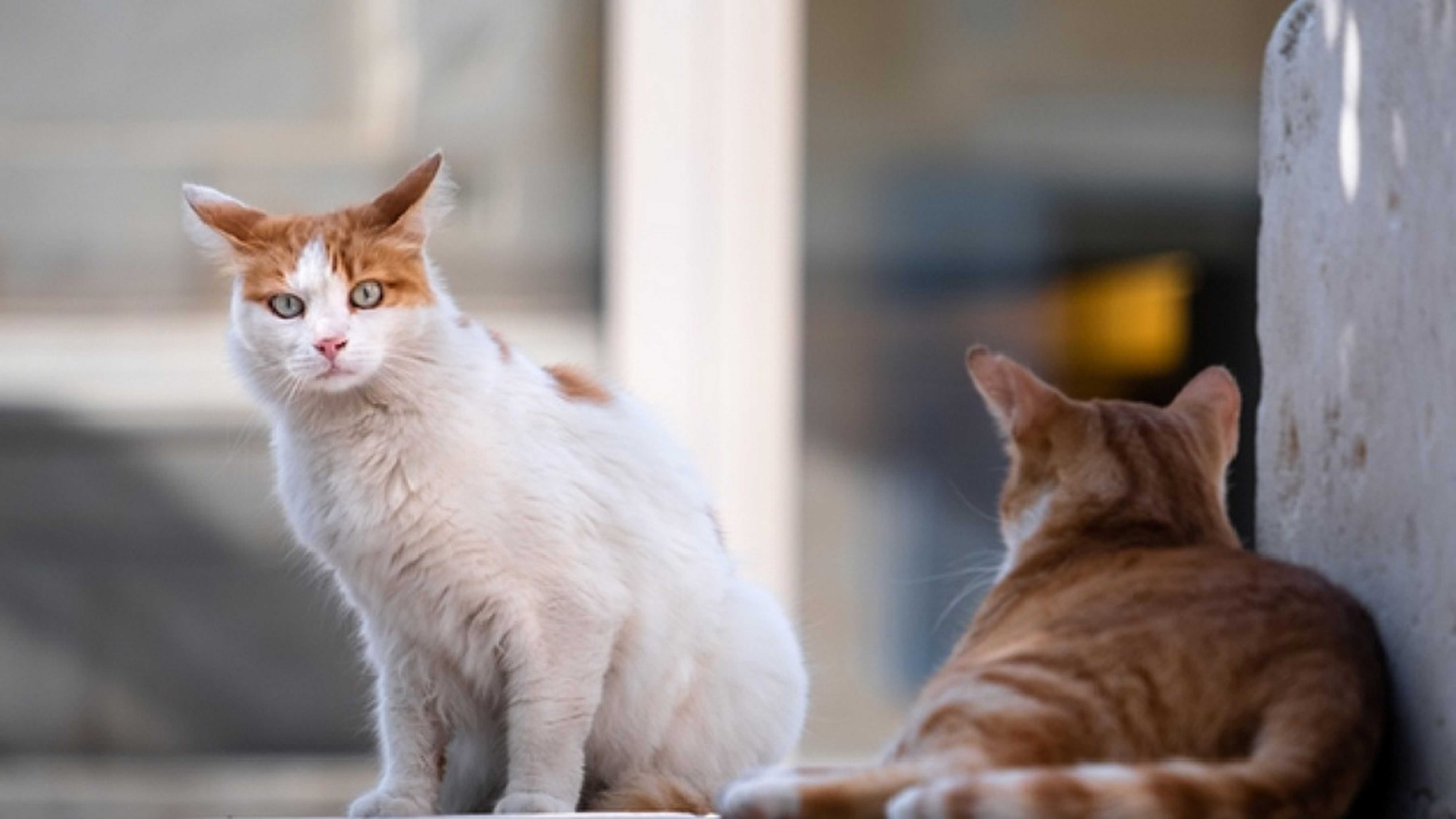 "Miaou !" : le chat, entre sciences, culture et imaginaire avec une exposition participative au Muséum de Bordeaux